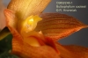 Bulbophyllum cootesii  (05)